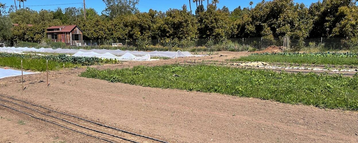 Cultivated field with prepared beds, drip-irrigation lines, and row covers in a working farm environment.